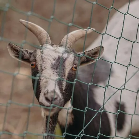 アパート Vom Reiter, Am Bauernhof Mit Bergblick Und Privater Infrarotkabine, Nahe Skipiste *