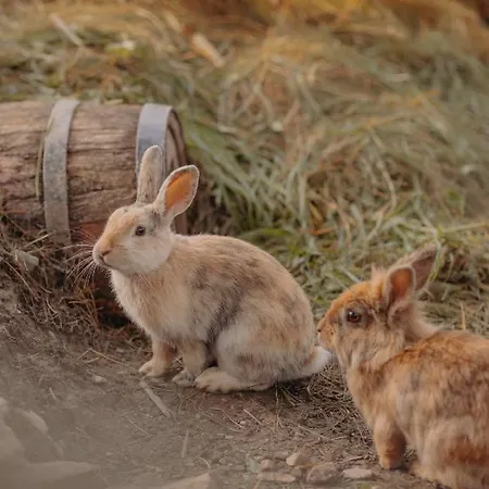 아파트 Vom Reiter, Am Bauernhof Mit Bergblick Und Privater Infrarotkabine, Nahe Skipiste 슈라드밍