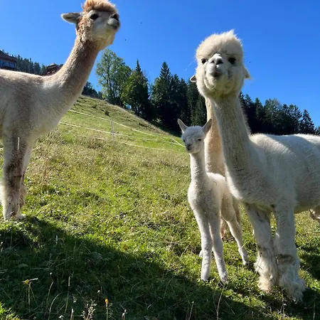 Vom Reiter, Am Bauernhof Mit Bergblick Und Privater Infrarotkabine, Nahe Skipiste 아파트 *