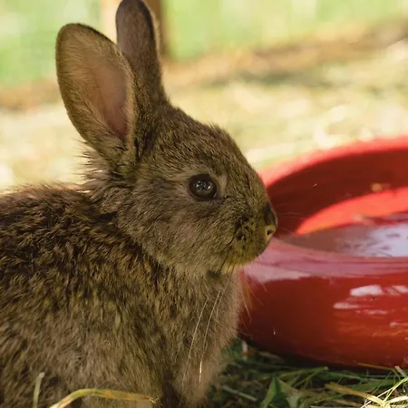 Vom Reiter, Am Bauernhof Mit Bergblick Und Privater Infrarotkabine, Nahe Skipiste Апартаменты *