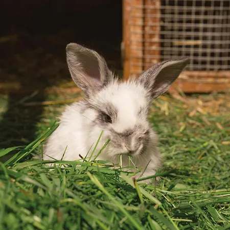 Vom Reiter, Am Bauernhof Mit Bergblick Und Privater Infrarotkabine, Inkl Sommercard Und Spielplatz Appartamento *