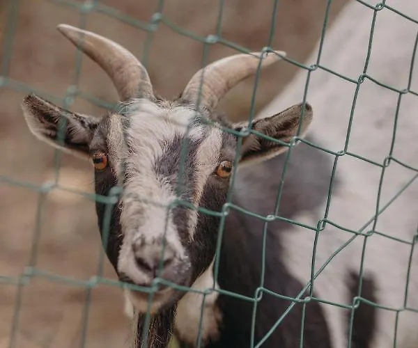 Daire Vom Reiter, Am Bauernhof Mit Bergblick Und Privater Infrarotkabine, Nahe Skipiste *