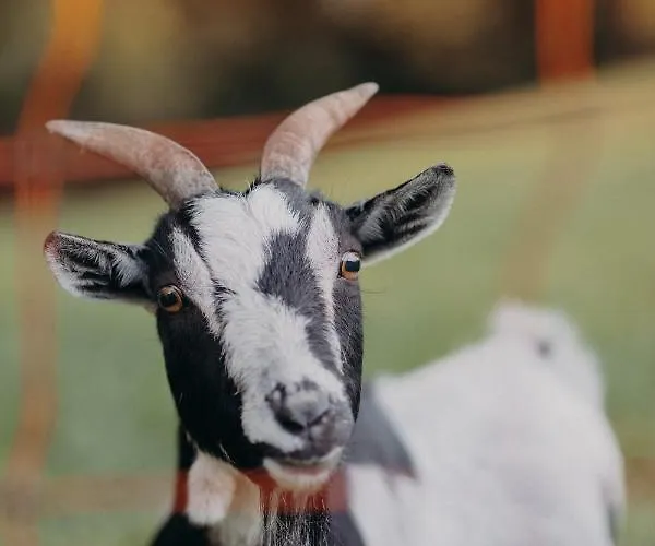 Apartment Vom Reiter, Am Bauernhof Mit Bergblick Und Privater Infrarotkabine, Nahe Skipiste Schladming