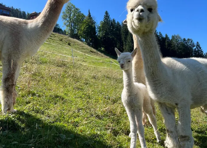 Vom Reiter, Am Bauernhof Mit Bergblick Und Privater Infrarotkabine, Nahe Skipiste Апартаменты *