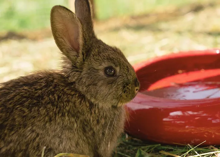 Vom Reiter, Am Bauernhof Mit Bergblick Und Privater Infrarotkabine, Nahe Skipiste Lejlighed *