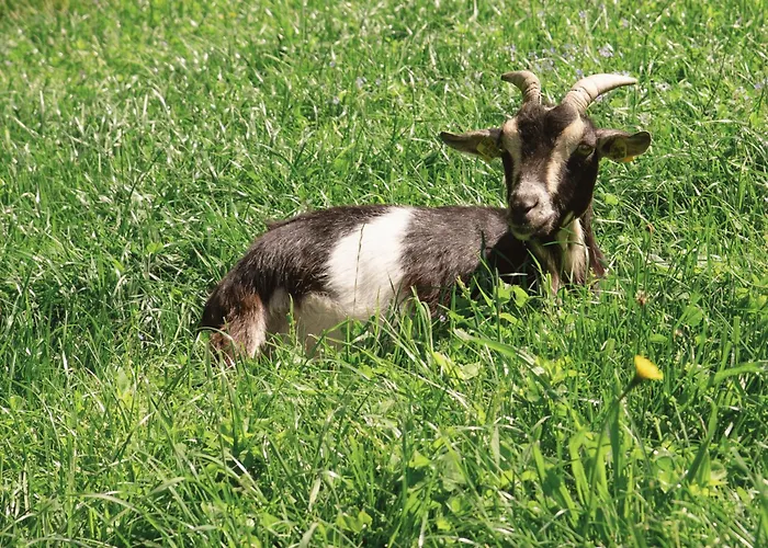 Vom Reiter, Am Bauernhof Mit Bergblick Und Privater Infrarotkabine, Nahe Skipiste Daire