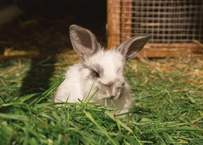 Vom Reiter, Am Bauernhof Mit Bergblick Und Privater Infrarotkabine, Nahe Skipiste Апартаменты *