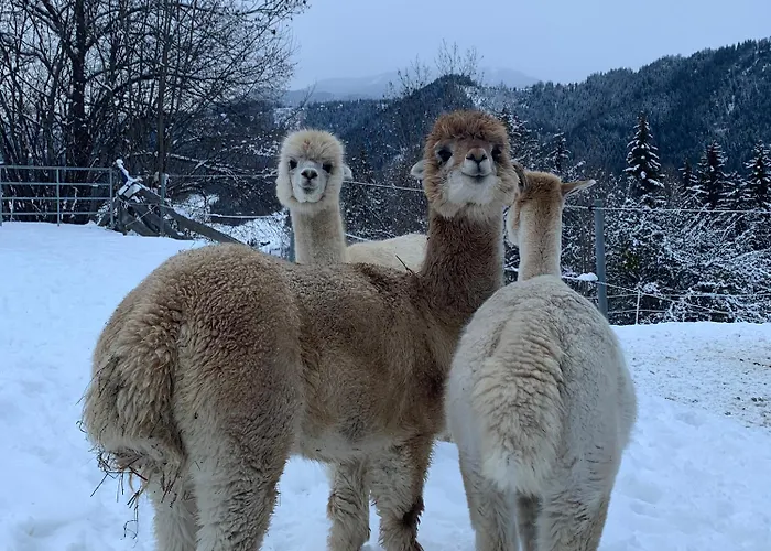 Vom Reiter, Am Bauernhof Mit Bergblick Und Privater Infrarotkabine, Nahe Skipiste Апартаменты *